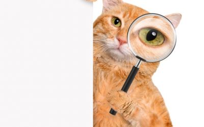 How to Choose the Right Borescope