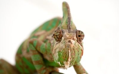 Dual View Breakthrough in Borescopes